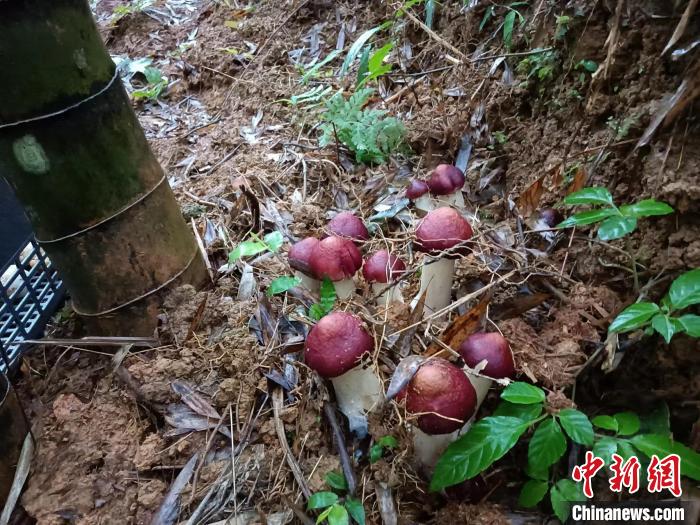 廣東：小竹子育成大產(chǎn)業(yè)產(chǎn)值劍指超千億元